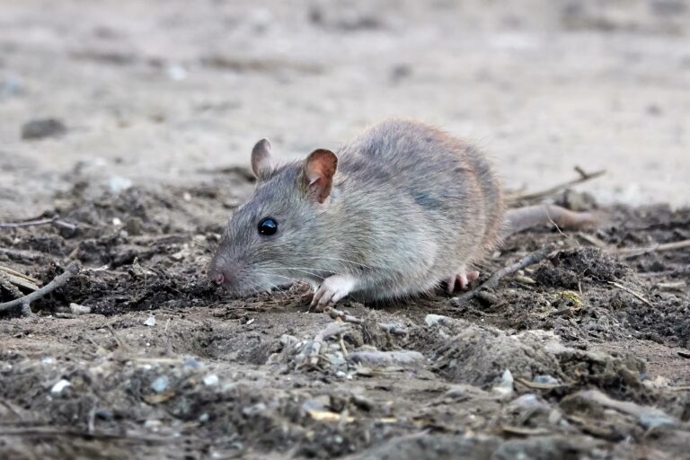 קרב לא רגיל: שיטות מתקדמות בהדברת חולדות ועכברים